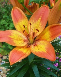 Lilium Happy Memories